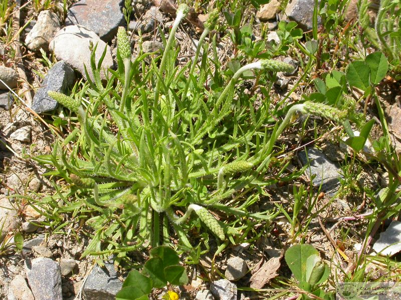 Plantago coronopus 6532