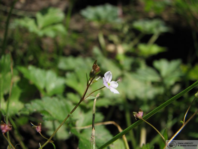 Veronica scutellata 01 (2)