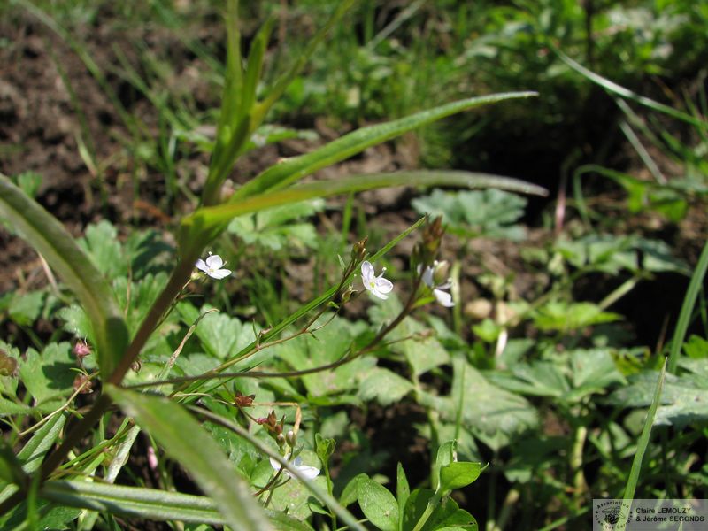 Veronica scutellata 02 (2)