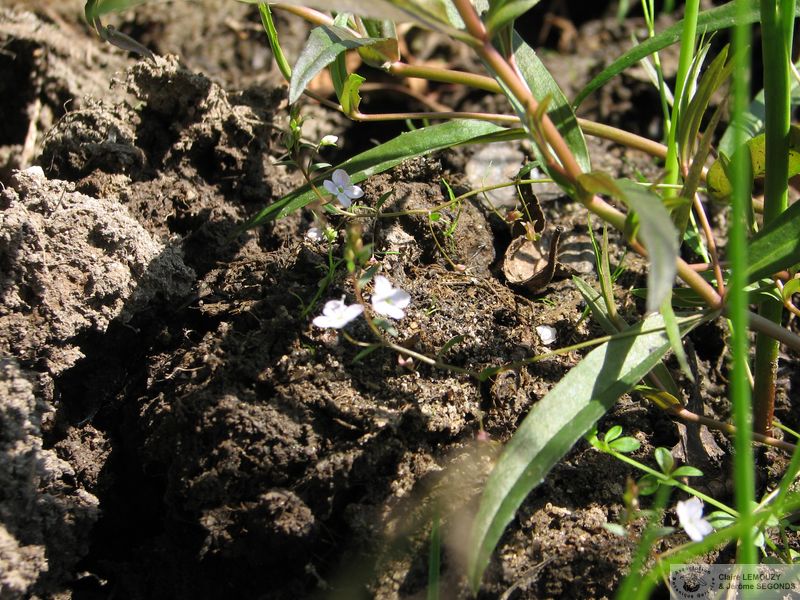 Veronica scutellata 05 (2)