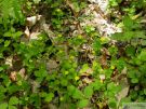 PRIMULACEES
