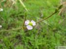 Alisma plantago aquatica 01
