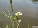 Alisma plantago aquatica 10