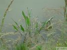 alisma plantago aquatica