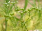 Bifora radians 01