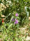 Galeopsis angustifolium 01