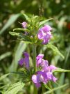 Galeopsis angustifolium 03