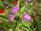 Galeopsis angustifolium 1 Pavie avec Steph 049