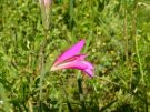 Gladiolus italicus 03
