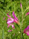 Gladiolus italicus 07