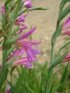 Gladiolus italicus (6)