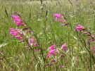 gladiolus sp. (2)