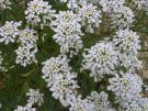 Iberis amara (3)