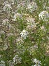 Iberis amara (5)