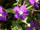 Legousia speculum-veneris. (8)