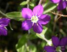 Legousia speculum-veneris. (9)