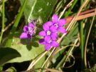 Legousia speculum-veneris 04
