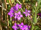 Legousia speculum-veneris 07