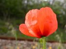 Papaver dubium 02