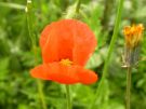 Papaver dubium 04