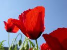 Papaver rhoeas 13
