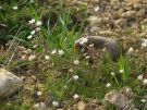Spergula arvensis L. subsp. arvensis
