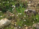 Spergula arvensis L. subsp. arvensis