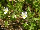 Viola arvensis 01 2