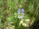 viola arvensis. (1)