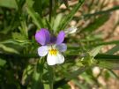 viola arvensis. (8)