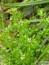 Cardamine flexuosa 02 2