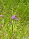 Campanula glomerata 01 2