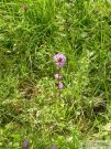 Campanula glomerata 02 2