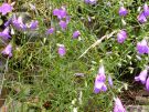 Campanula rotundifolia 02