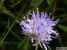 Jasione montana 03