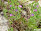 legousia hybrida