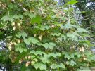 Humulus lupulus 03
