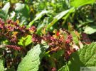 Chenopodium polyspermum 01