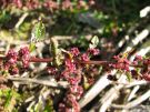 Chenopodium polyspermum 04