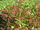 Chenopodium polyspermum 05