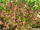 Chenopodium polyspermum 06