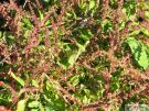 Chenopodium polyspermum 07