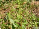 Chenopodium polyspermum 08