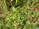 Chenopodium polyspermum 12