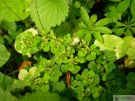 Chrysosplenium oppositifolium 08