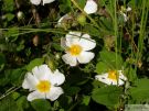Cistus salvifolius 03