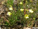 Fumana procumbens 02