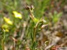 Fumana procumbens 05