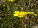 Fumana procumbens 07