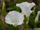 Calystegia sepium 02